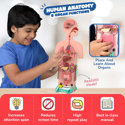 Human Body
