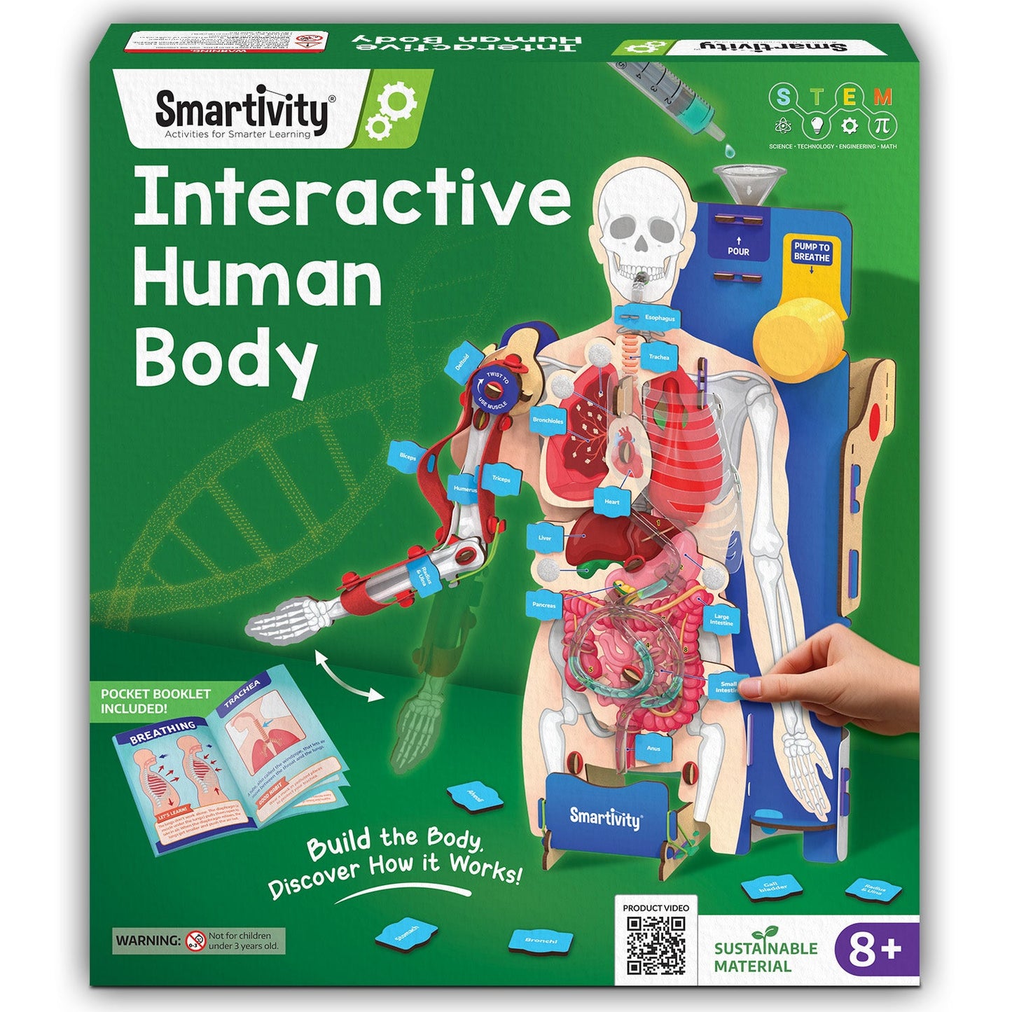 Interactive Human Body Model