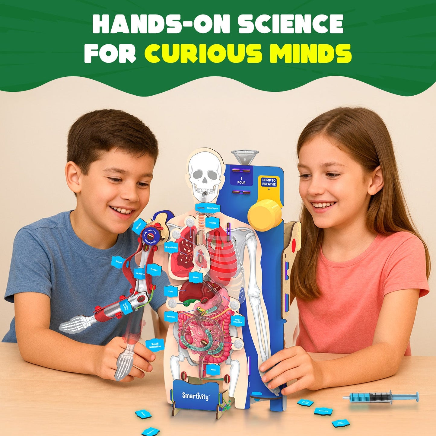Interactive Human Body Model
