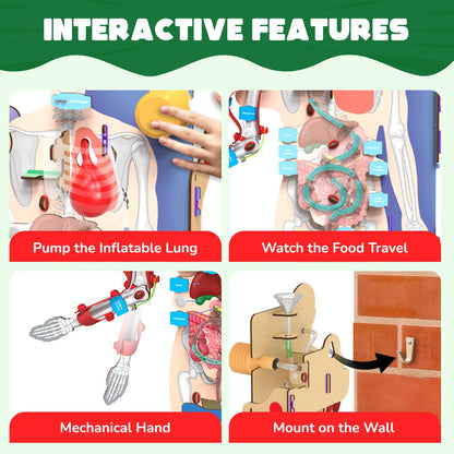 Interactive Human Body Model