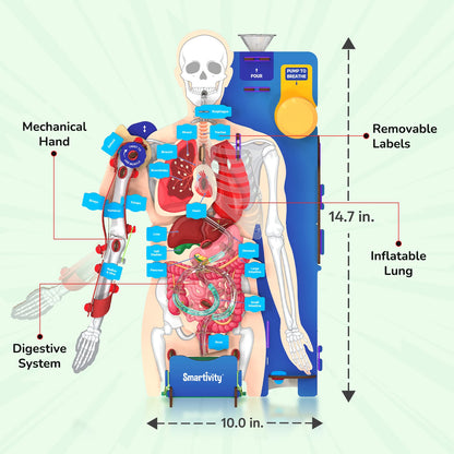 Interactive Human Body Model